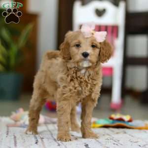 Phoebe, Mini Goldendoodle Puppy